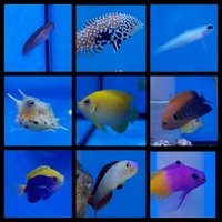 ANGEL AQUATICS - BIRMINGHAM - STUNNING CORALS & FISH