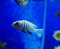 Williamsi Blue Lips and Membe Deep Cichlids For Sale