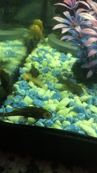 Bristlenose plecos