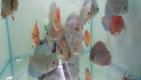 Various strain discus 3 inch