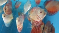 Various strain discus 3 inch