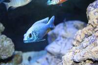 AQUA-SHACK::::High quality African rift lake cichlids