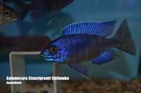 AQUA-SHACK::::High quality African rift lake cichlids