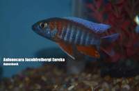 AQUA-SHACK::::High quality African rift lake cichlids