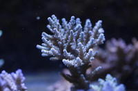 Tank breakdown SPS coral for sale consider any offer