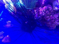 Long Spined Urchin & Yellow Polyps for Sale