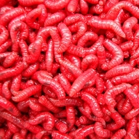 Live Pinky Maggots