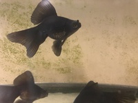 BROAD TAIL BLACK MOORS (Fancy goldfish)