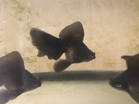 BROAD TAIL BLACK MOORS (Fancy goldfish)