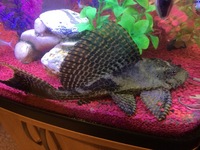 beautiful friendly pleco free to a good home