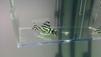 L-046 Zebra Pleco