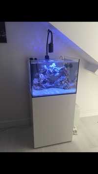 Ea reef 600 marine tank and kessil a160 tuna blue light (full set up)