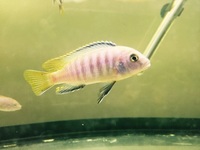 Mbuna Cichlids