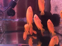 Cichlids fry