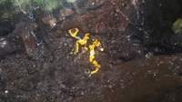 Dendrobates Leucomelas Juvenille