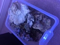 24kg Quality Marine Live Rock