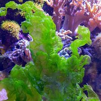 Macro Algae for the Marine Tank, Seahorse Aquarium and Nano-Tank. Caulerpa species, ochtodes, Chaeto