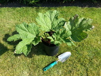 Gunnera Maniciata - Giant/Chilean Rhubarb pots, £12.99 - £24.99 each