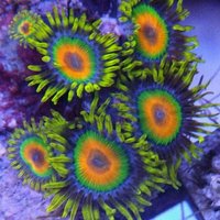 Stunning grade a zoas and Ricordea and LPS Barnsley.