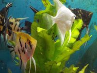 angel fish, 4 corydoras catfish. pair red jewels