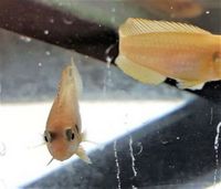 SOLD 10 x L ocellatus gold shelldwellers