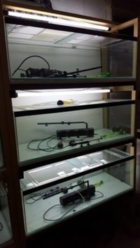 RACK OF TANKS x2 COMPLETE BREEDING SETUP / FISH HOUSE PLUS EQUIPMENT