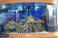 Marine fish, Anemone, Live rock, in Corner unit full marine setup