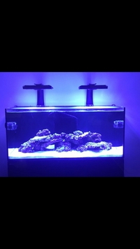 Red Sea Reefer 350, Radions, Vortech MP40 QD, NYOS skimmer