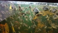 Green Texas Cichlids