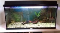 For sale: JEWEL 96 litre tank.