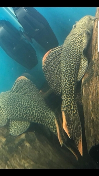 Pair of l600 plecos