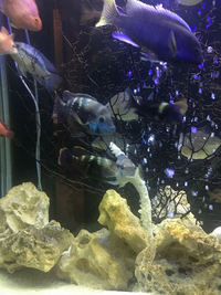 CICHLIDS FOR SALE - Leicester