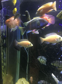 CICHLIDS FOR SALE - Leicester