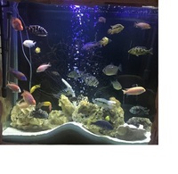 LARGE FISH FOR SALE - Leicester