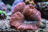 LARGE CORALS, FISH AND LIVE ROCK FOR SALE- TANK SHUT DOWN