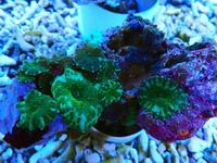 Zoa Rocks and Frags And Mushies for sale