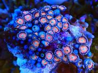 Zoa Rocks and Frags And Mushies for sale