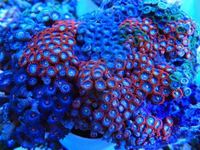 Zoa Rocks and Frags And Mushies for sale