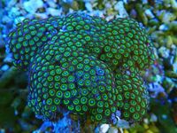 Zoa Rocks and Frags And Mushies for sale