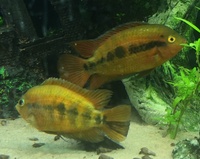 Free cichlids, gourami and plec