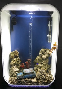 Biorb Marine Tank - bargain at £100