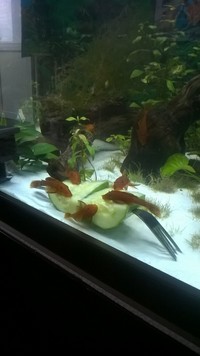 breeding pair of german super reds