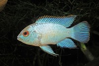 Electric Blue Acaras. South American Cichlid