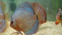 English tank bred discus 6 in total £35 each or all for £180