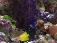 Marine livestock in Aqua One 3 foot established tank, sump for sale