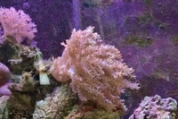 Marine livestock in Aqua One 3 foot established tank, sump for sale