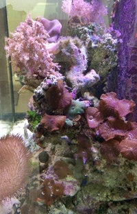 Aqua One 3 foot established tank, sump & livestock for sale