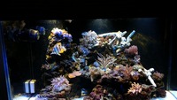 Hard and Soft corals, Marine fish, in Complete marine setup