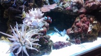 Hard and Soft corals, Marine fish, in Complete marine setup