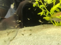 F1 & F2 Cichlid Fry - Trewavasae, Venustus & Saulosi